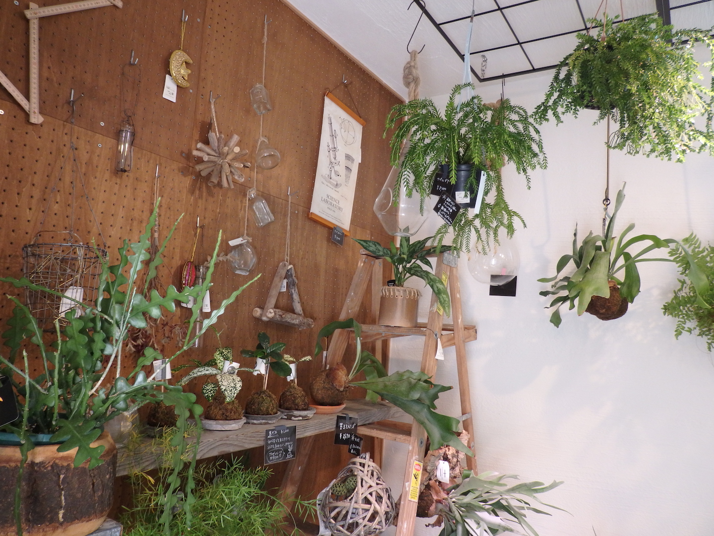 観葉植物を育てるならここに注意 二十二世紀の家 Ecohaus エコハウス 木の断熱材エコボード